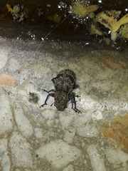 Pantomorus postfasciatus