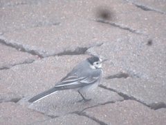 Motacilla alba