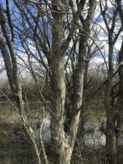 Ulmus alata