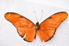 Dryas