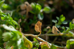 Septoria stellariae
