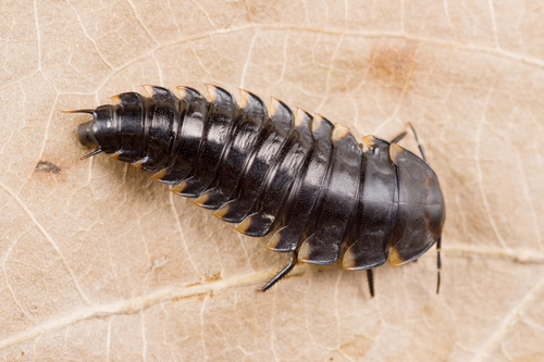 Sad Carrion Beetle, photo 2 of 8