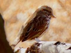 Passerculus sandwichensis