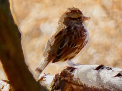 Passerculus sandwichensis