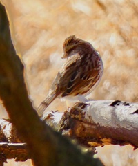 Passerculus sandwichensis