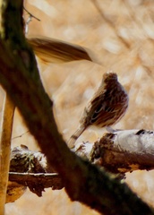 Passerculus sandwichensis