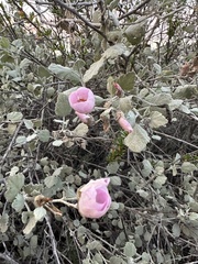 Malacothamnus gracilis