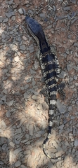 Varanus albigularis albigularis