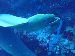 Gymnothorax funebris