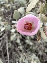 Malacothamnus gracilis