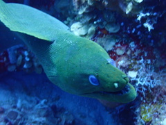 Gymnothorax funebris