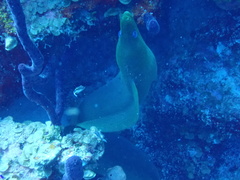 Gymnothorax funebris