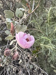 Malacothamnus gracilis