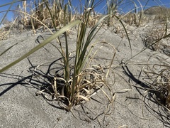 Paspalum paniculatum