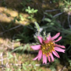Echinacea tennesseensis