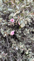 Malacothamnus gracilis