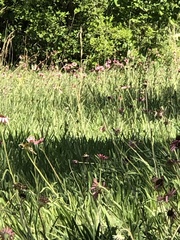 Echinacea tennesseensis