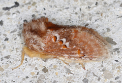 Pseudanapaea