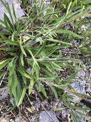 Echinacea tennesseensis