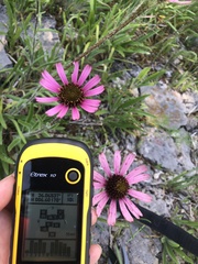 Echinacea tennesseensis