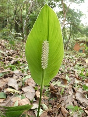 Spathiphylleae