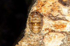 Lepidochitona cinerea