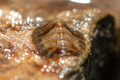 Lepidochitona cinerea