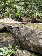 Fringilla coelebs canariensis