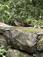 Fringilla coelebs canariensis