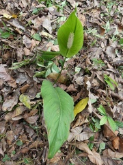 Spathiphylleae