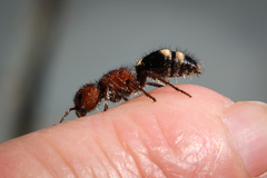 Mutilla quinquemaculata
