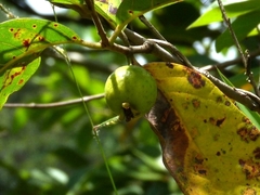 Myrtaceae