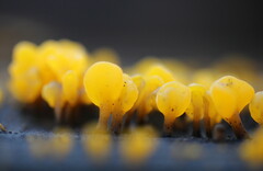 Dacrymyces spathularia