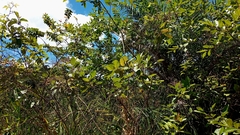 Myrtaceae