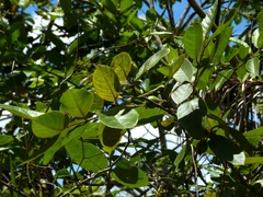 Myrtaceae