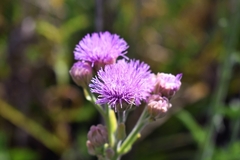 Campuloclinium macrocephalum