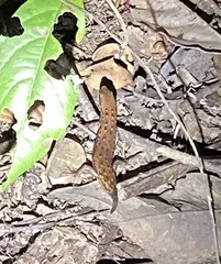 Panaspis breviceps