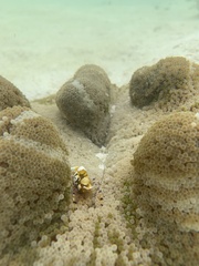 Ancylocaris brevicarpalis