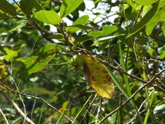 Myrtaceae