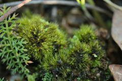 Pleuridium acuminatum