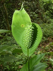 Spathiphylleae