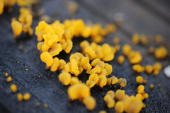 Dacrymyces spathularia