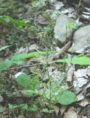 Cardamine quinquefolia