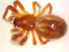 Araneus pratensis