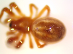 Araneus pratensis