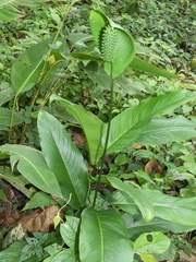 Spathiphylleae