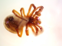 Araneus pratensis