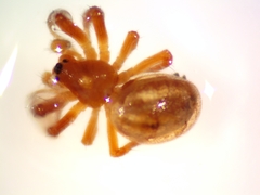 Araneus pratensis