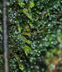 Rhynchostegium riparioides