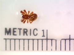 Araneus pratensis